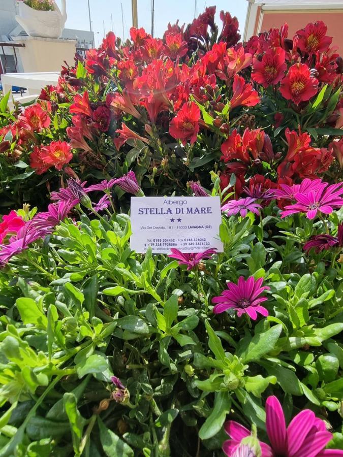 Albergo Stella Di Mare 拉瓦尼亚 外观 照片